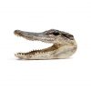 genuine alligator head from side