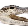 close up of alligators teeth