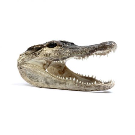 genuine alligator head