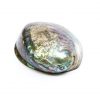 paua shell paperweight from New Zealand