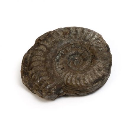 ammonite fossil curled