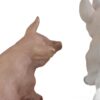 porcelain pig figurines 6