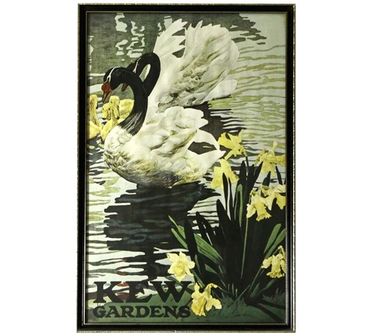 Kew Gardens Black Neck Swan poster