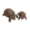 Wade Tortoise Trinket Holder 1