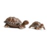 Wade Tortoise Trinket Holder 3