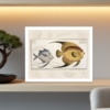silver fish zeus vomer